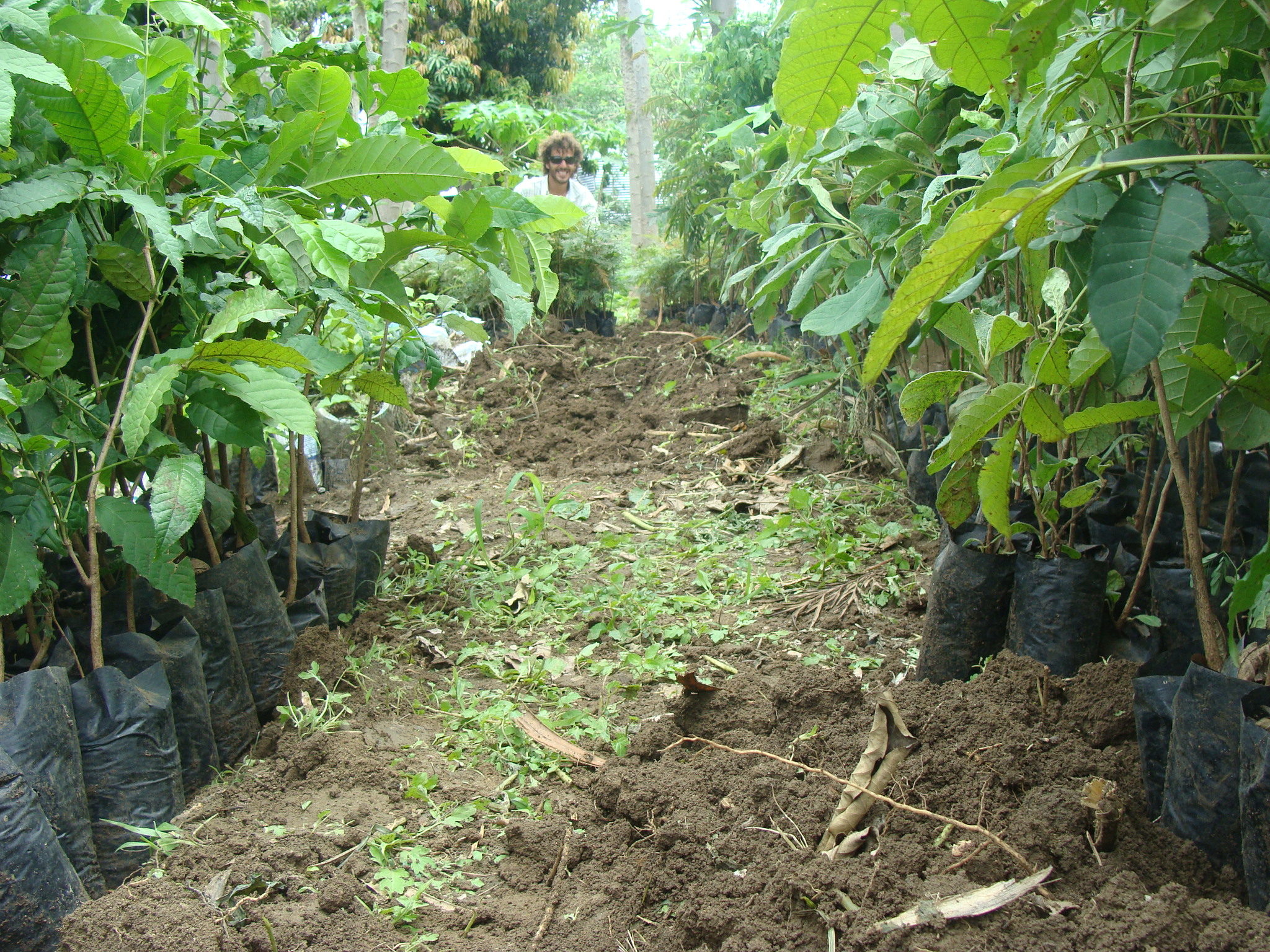 Organic Tree Nursery at EK Demonstration Farm