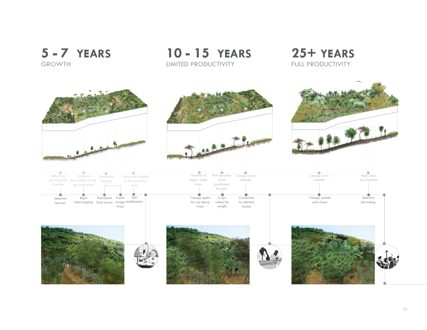 Mfangano Reforestation Vision 3-25 years