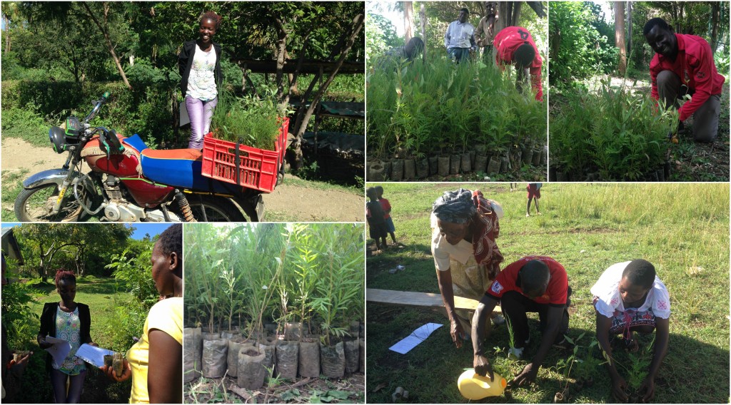 Kanaykla seedling collage